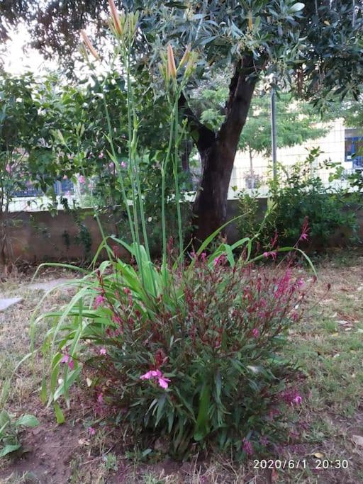 Anadora 2: Hospitable Stone House With Yard Apartment อเล็กซานโดรโพลิส ภายนอก รูปภาพ