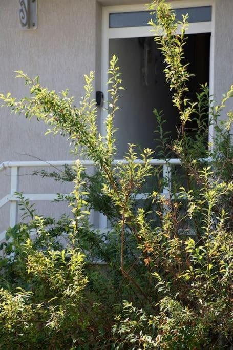 Anadora 2: Hospitable Stone House With Yard Apartment อเล็กซานโดรโพลิส ภายนอก รูปภาพ
